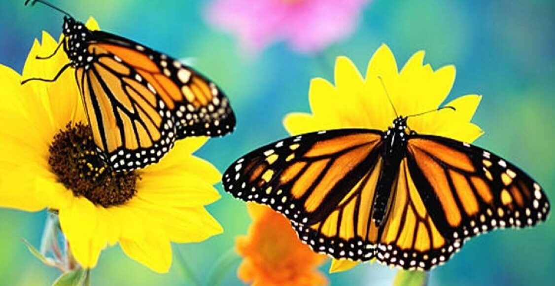 butterfly