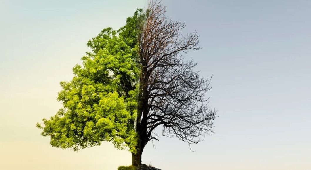 tree55