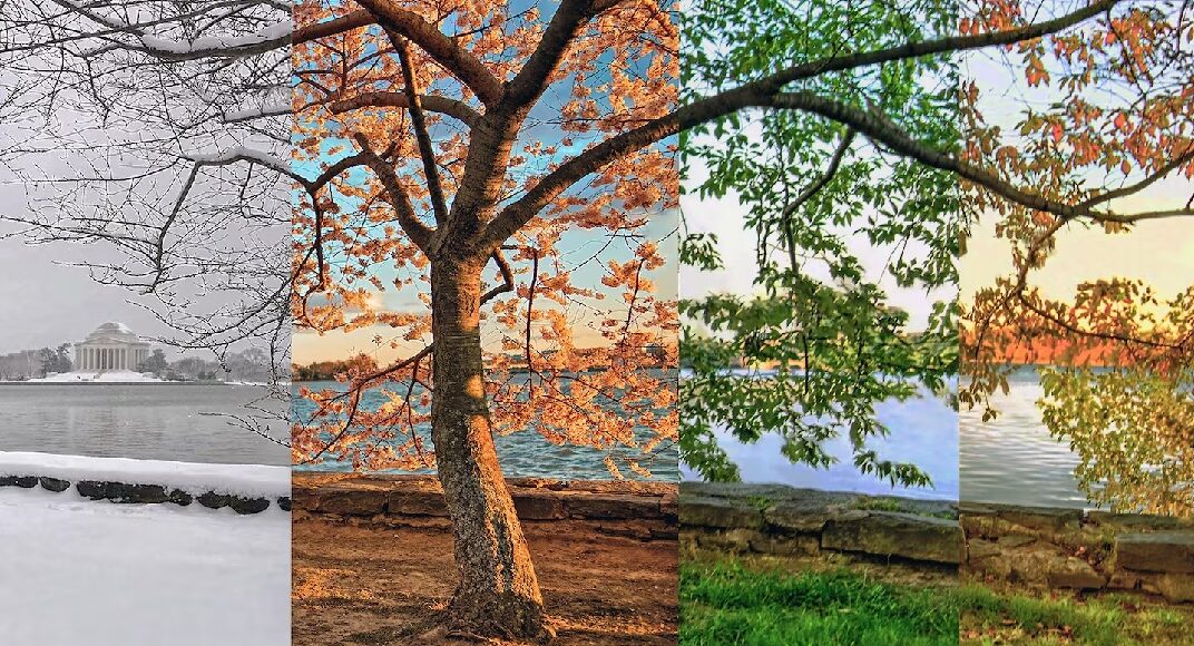 tree6