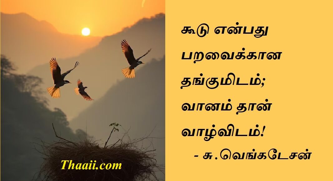 birds6
