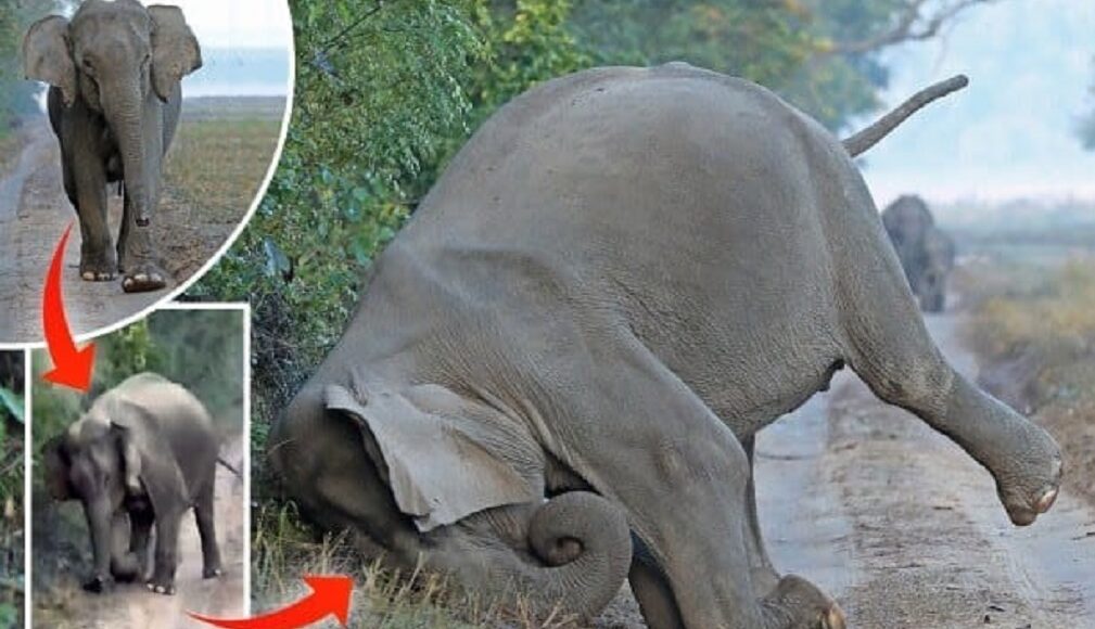elephant