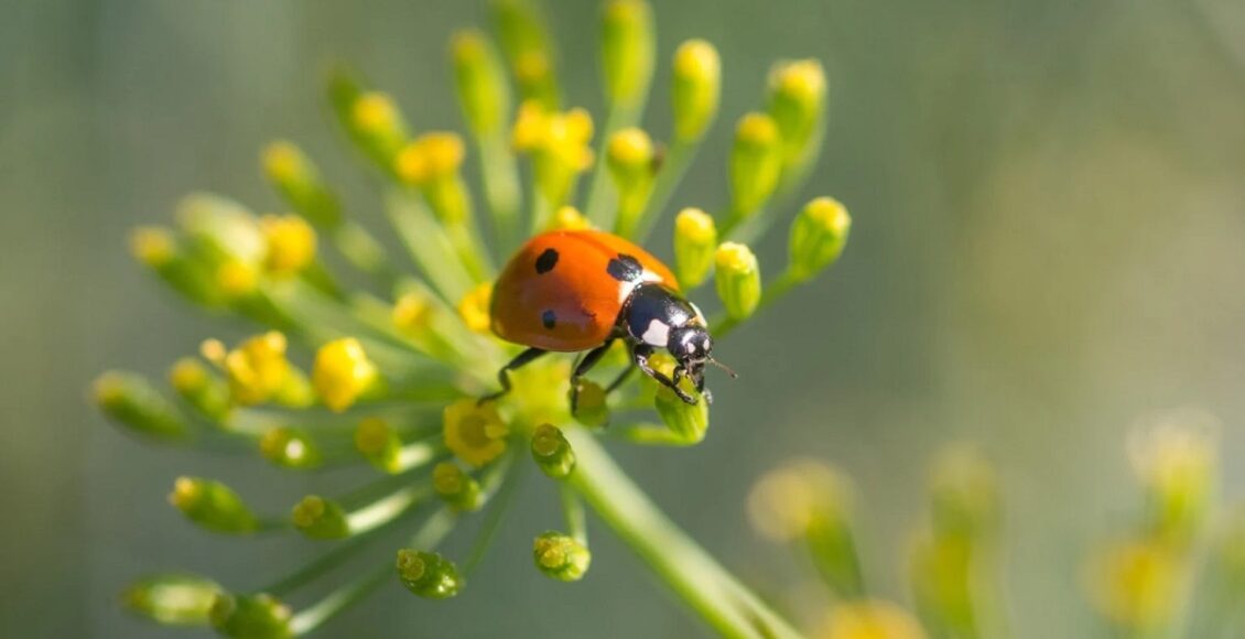 Ladybug