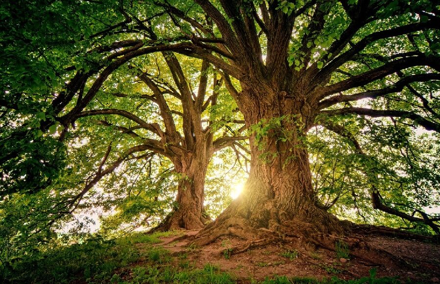 nature1