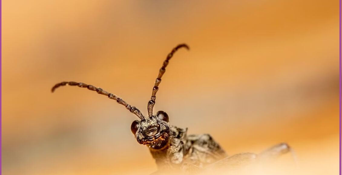 pest 1