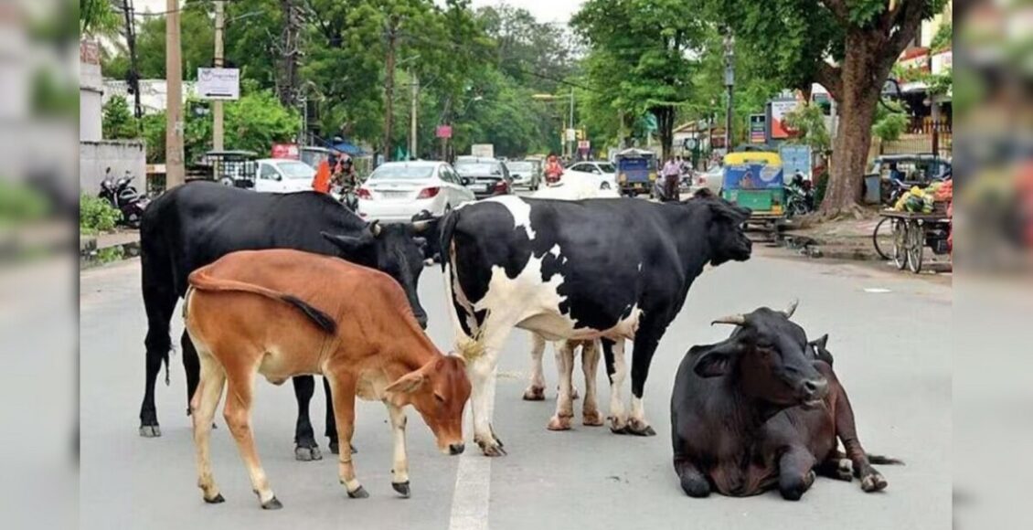 cow5