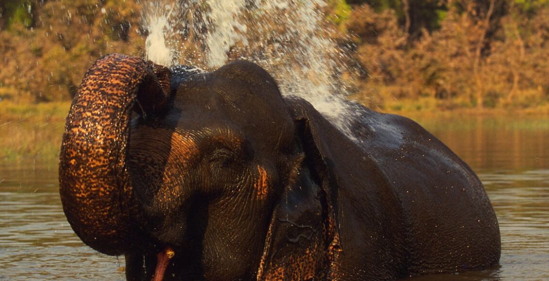 elephant 1