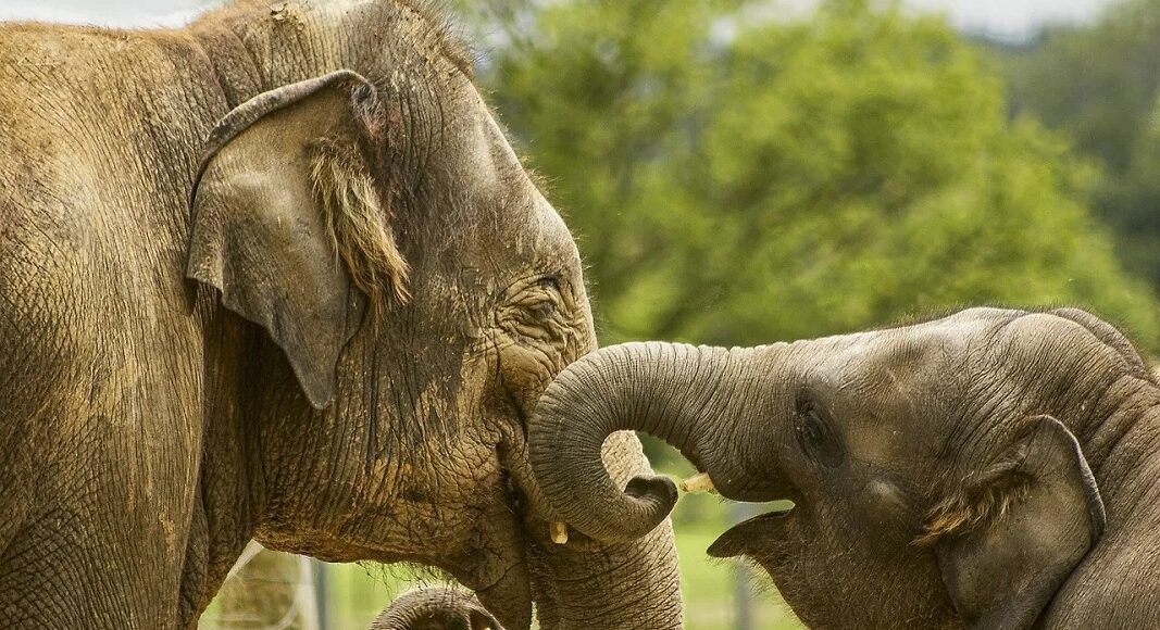 elephant frd