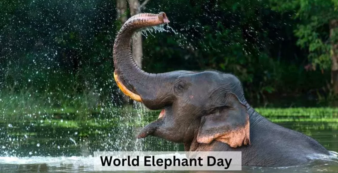 world-elephant
