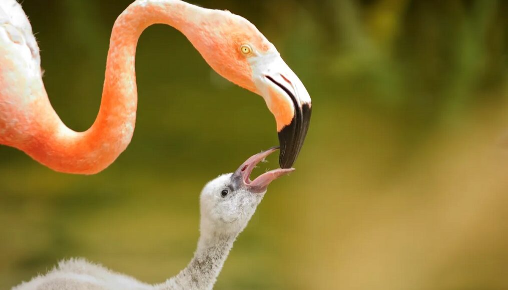 flamingo 12