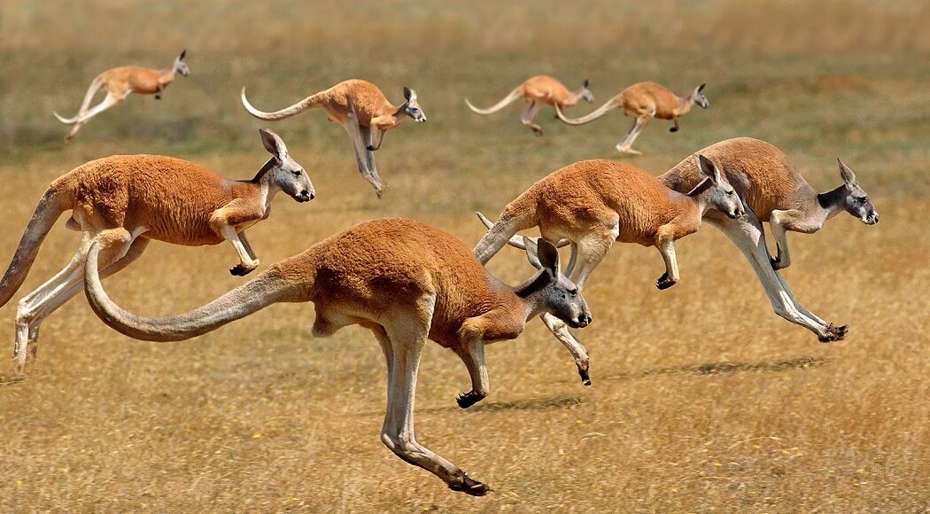kangaroo 4