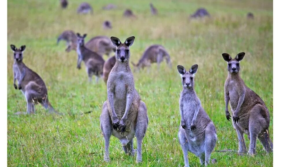kangaroo 8