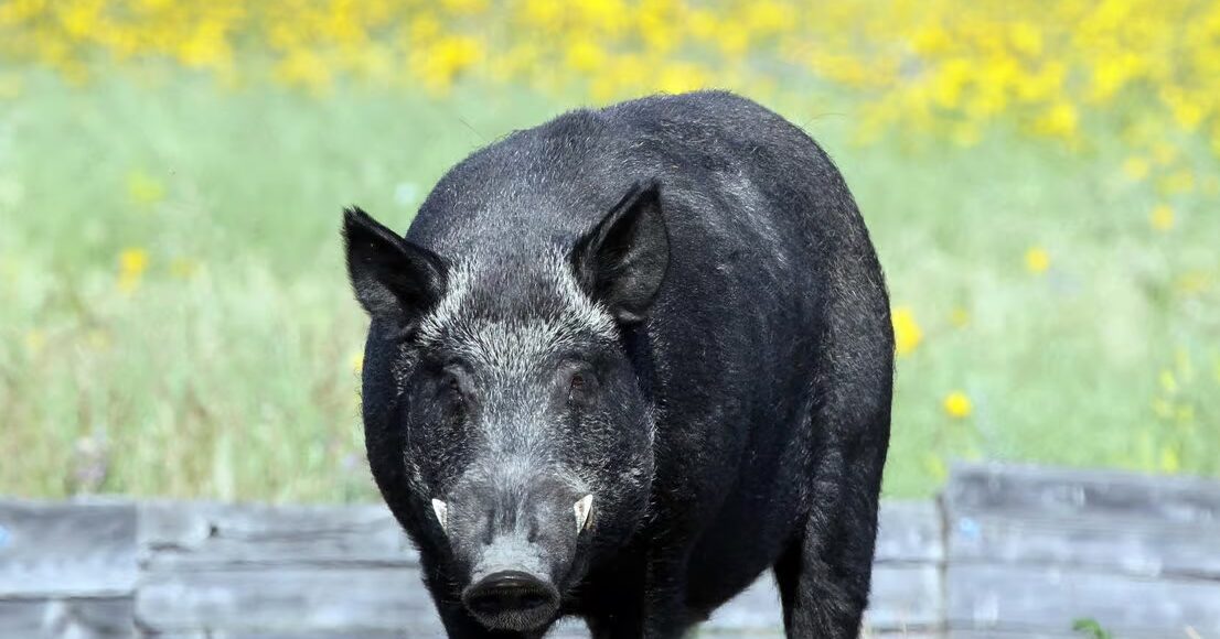 wild boar 1