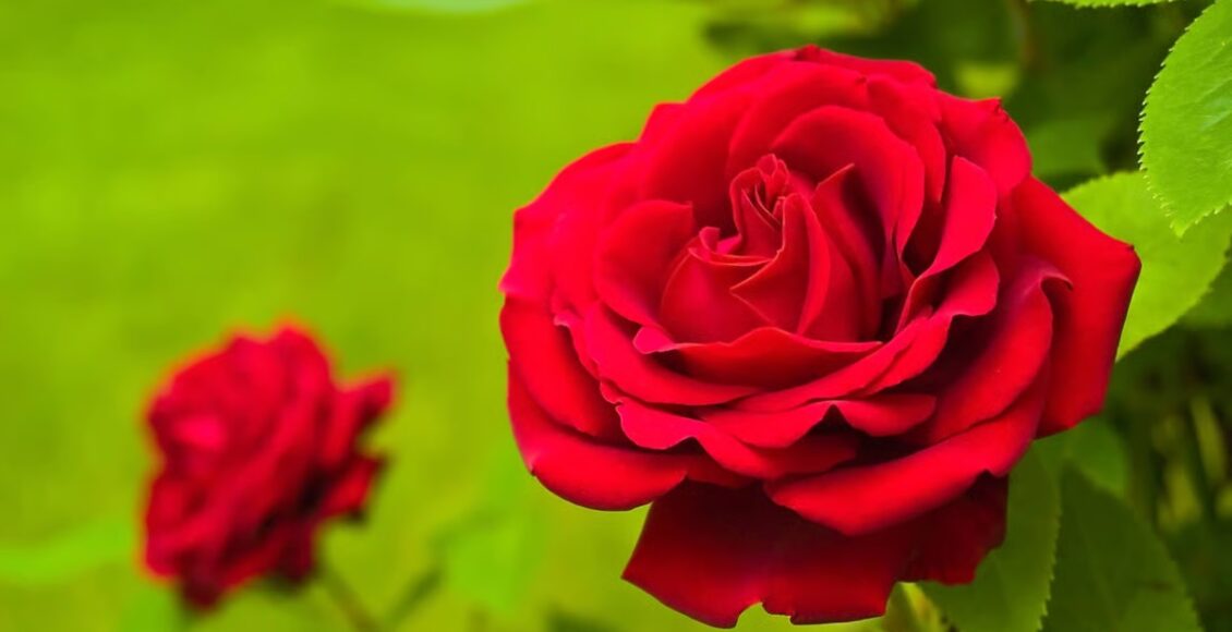 rose day