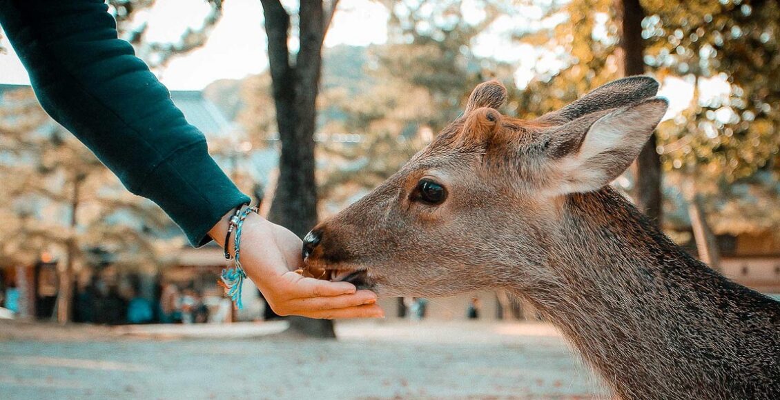 Feeding-of-Wild-Animals 1