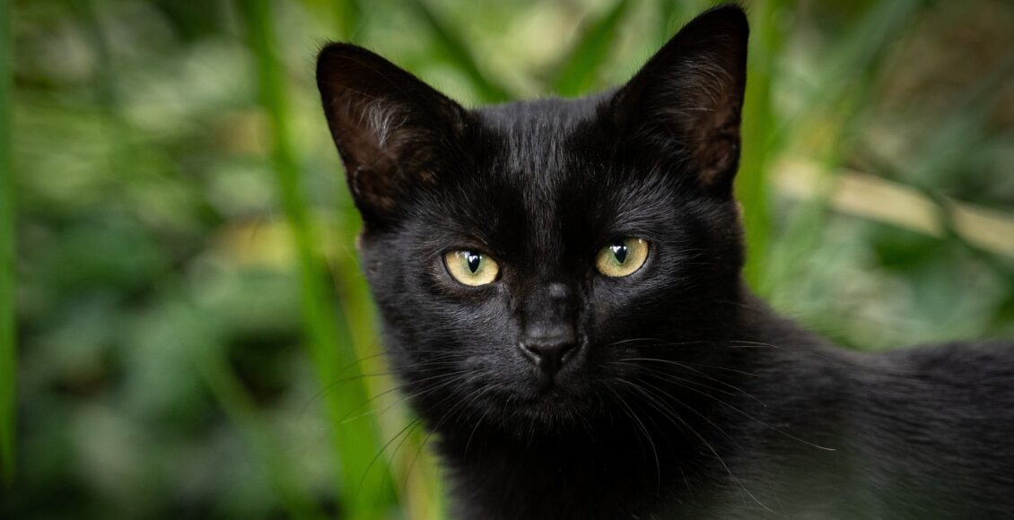 cat 1