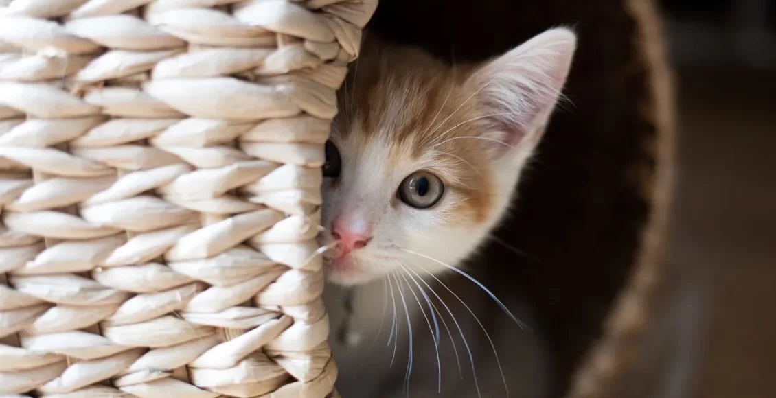 cat 4