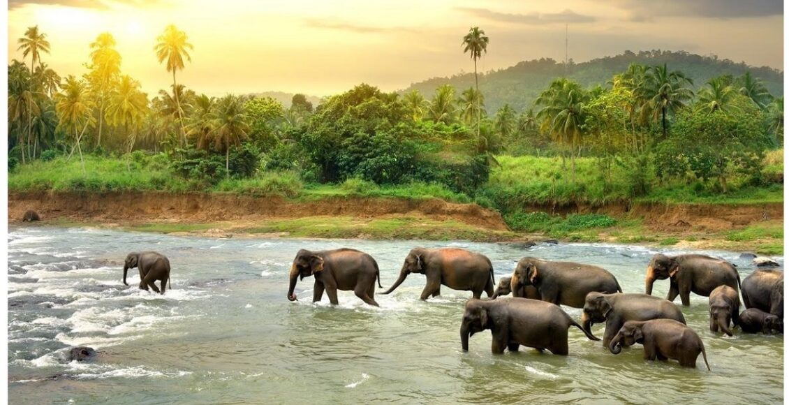 elephant