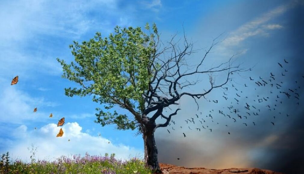 tree1
