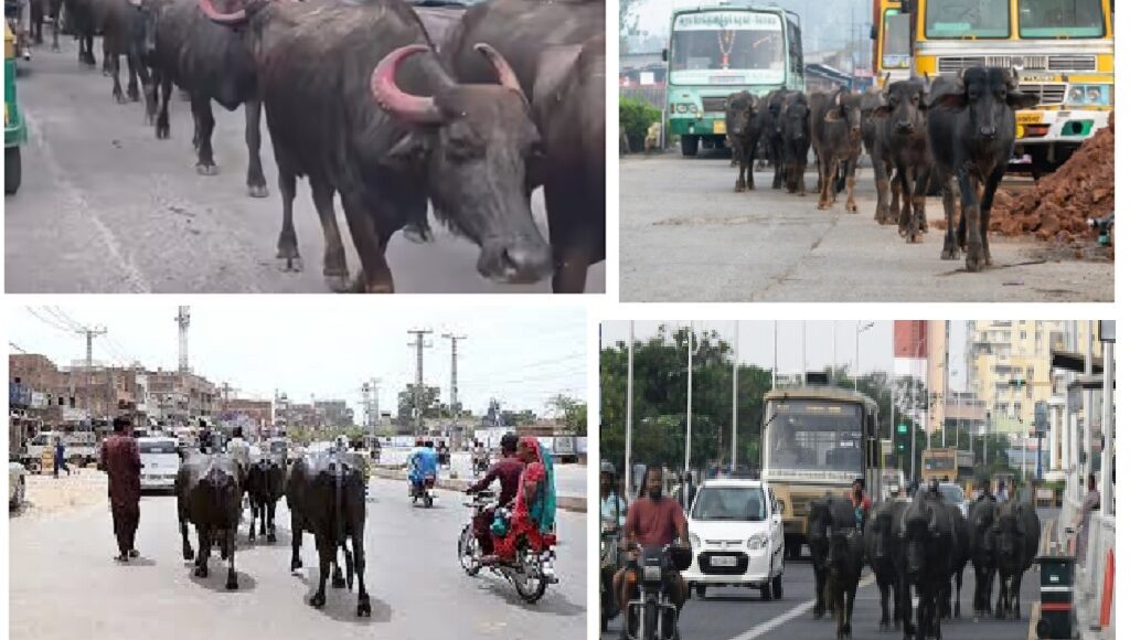 buffalo