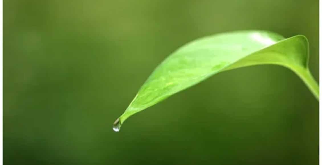 leaf4