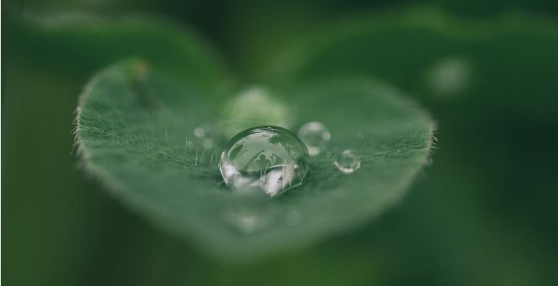 leaf6