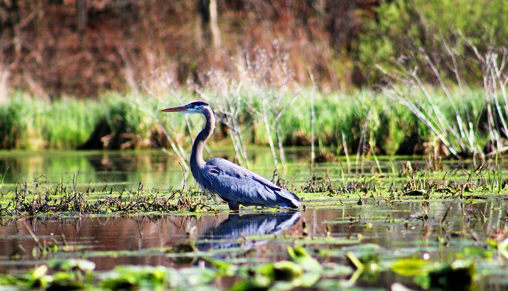 World Wetlands Day4