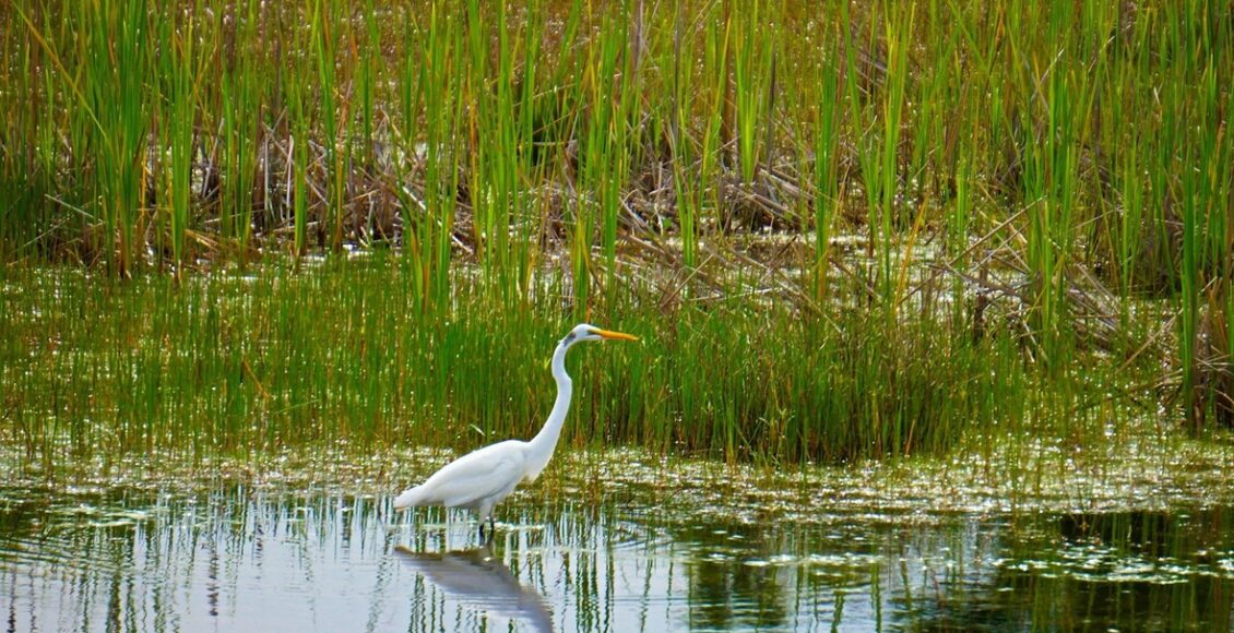World Wetlands Day5
