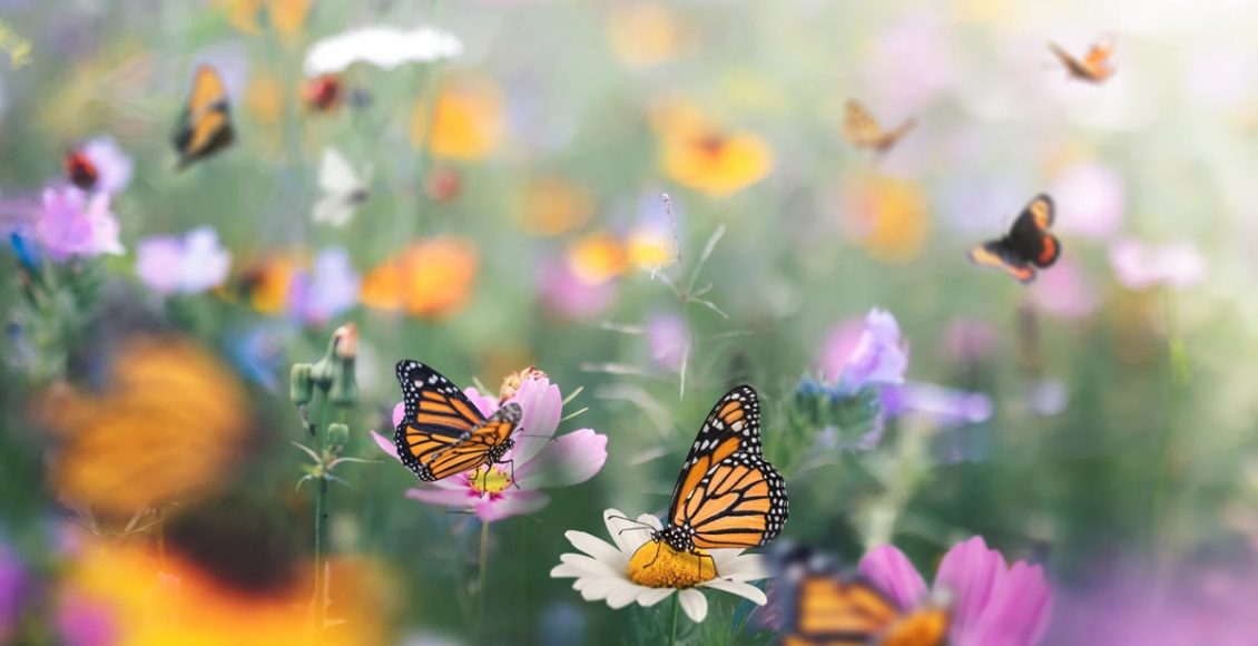 Butterflies-Day 11