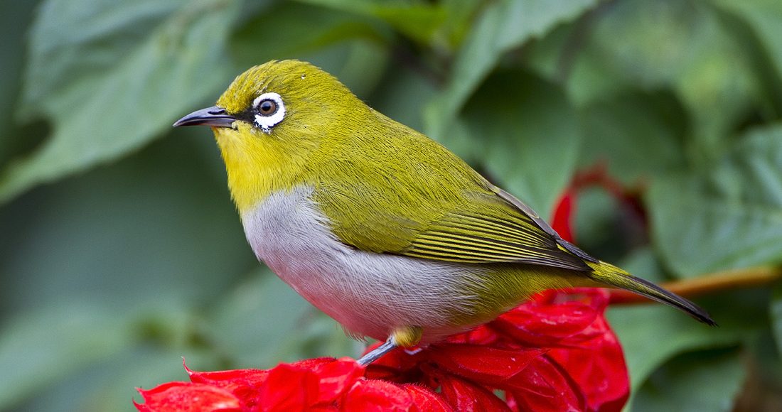 Zosterops palpebrosus1
