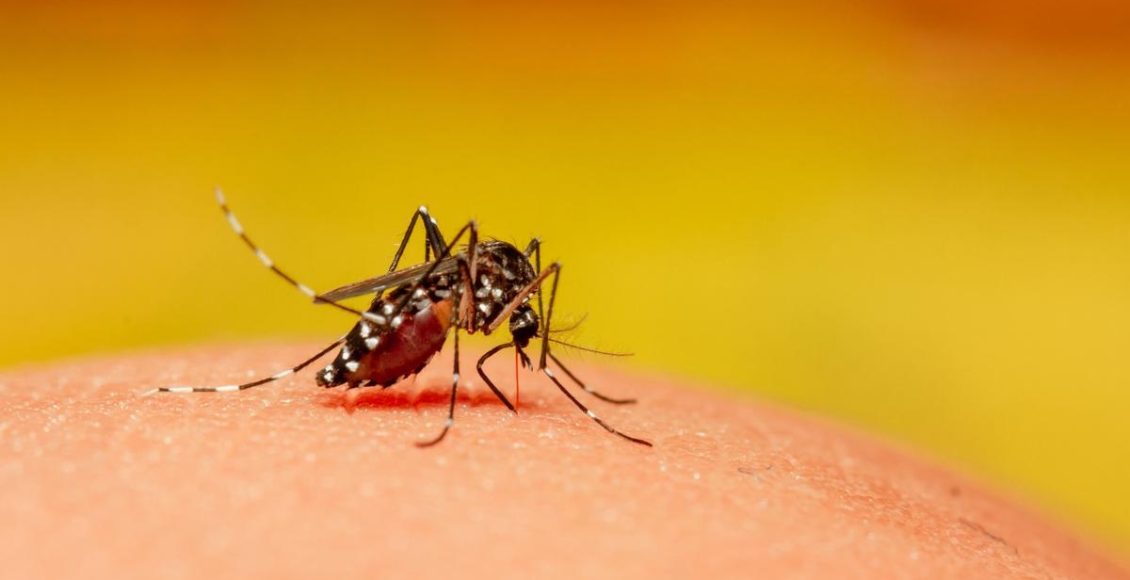 dengue