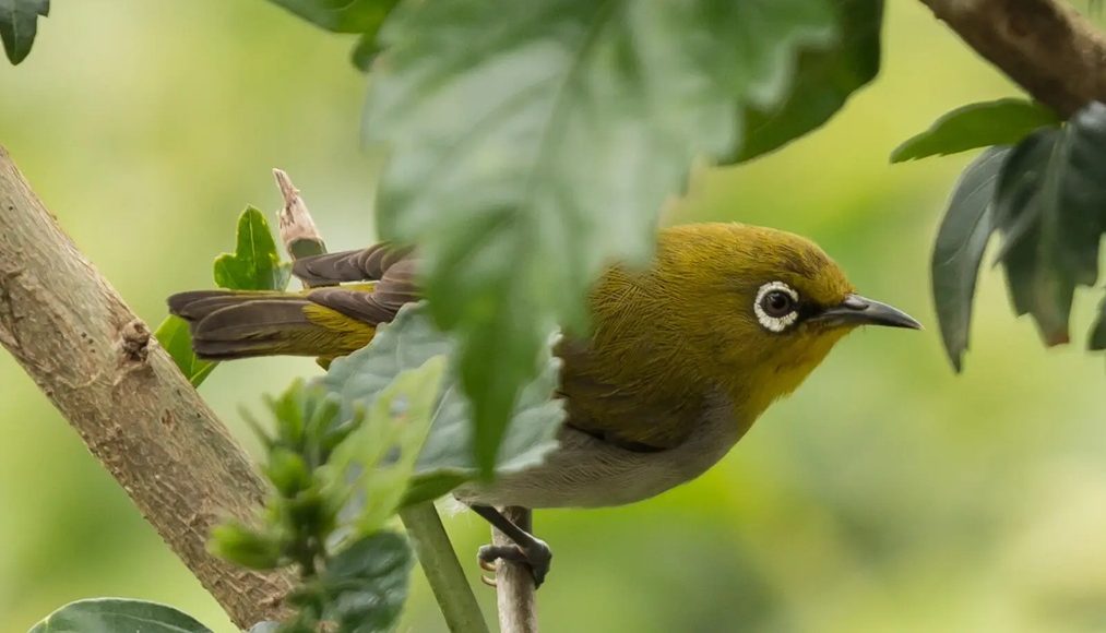 oriental-white-eye 4