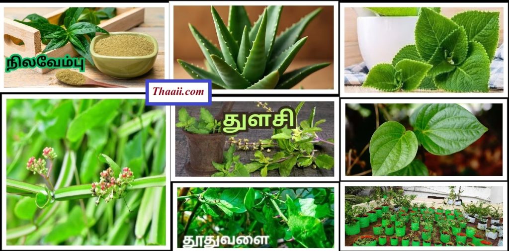 வீடுதோறும் வளர்க்க வேண்டிய மூலிகைச் செடிகள்!