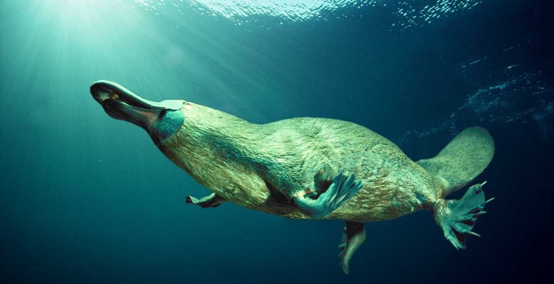 platypus