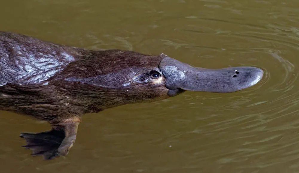 platypus2.pjg