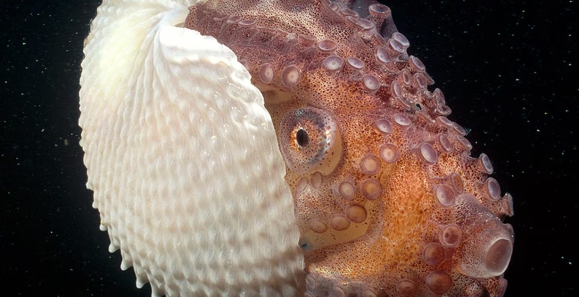 Argonaut