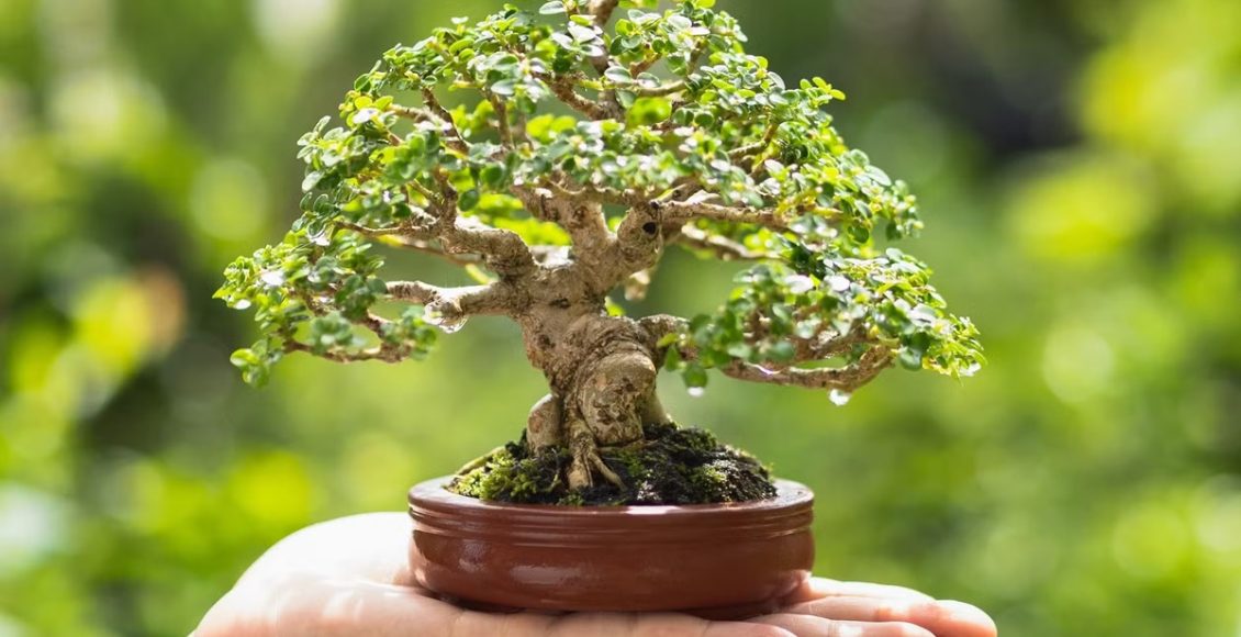 Bonsai