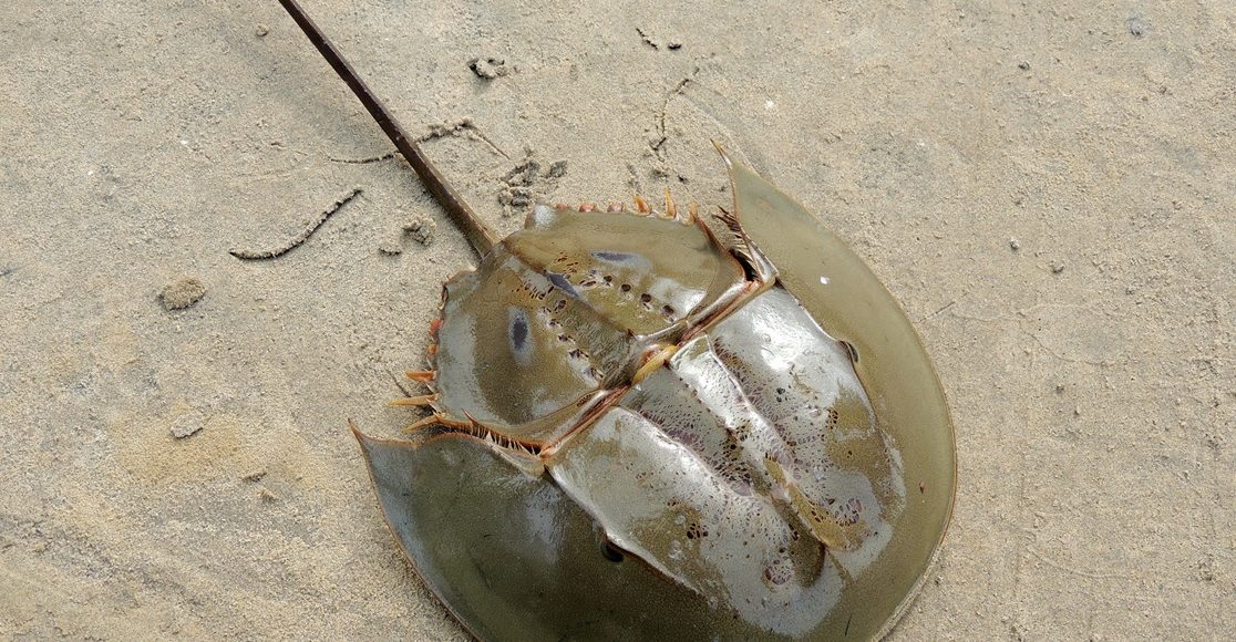 Tachypleus_gigas