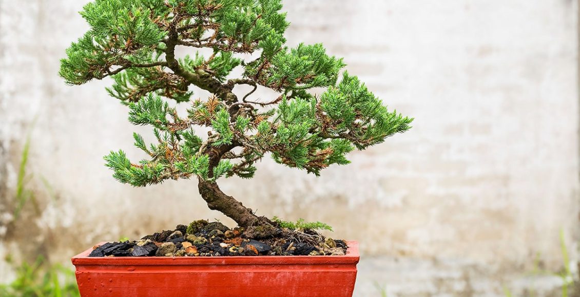 bonsai 4