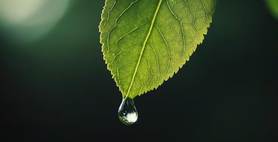 leaf