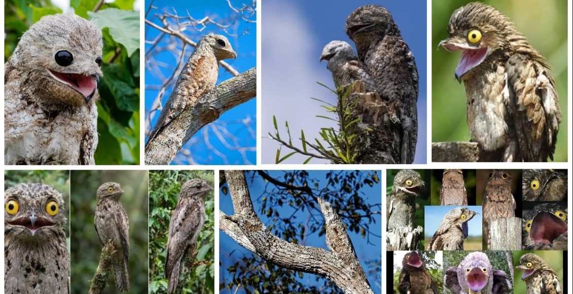 potoo3